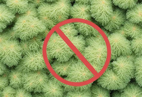 FDA Banning Sea Moss | The Sea Moss Harvest