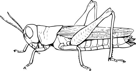 Grasshopper clipart drawing, Grasshopper drawing Transparent FREE for ...