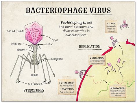 Bacteriophage Virus Cellular Structure Classroom Poster. Fine | Etsy