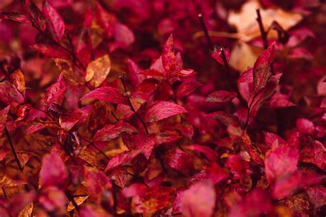 HD wallpaper: Red Leaf Plant, bright, close-up, color, nature, tree, autumn | Wallpaper Flare