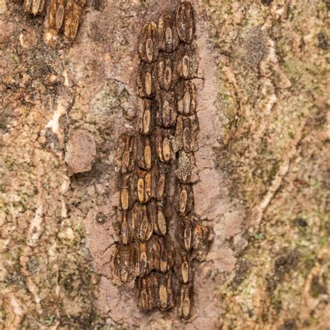 Destructive Spotted Lanternflies Are Making Their Way Across the East Coast