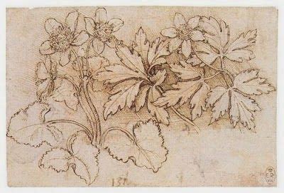 botanical studies by Leonardo da Vinci | Da vinci sketches, Leonardo da vinci, Leonardo