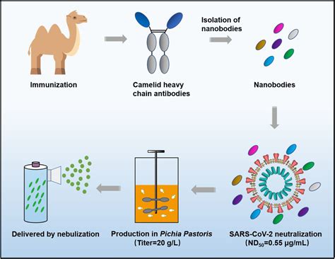 A potent neutralizing nanobody against SARS-CoV-2 with inhaled delivery potential | bioRxiv