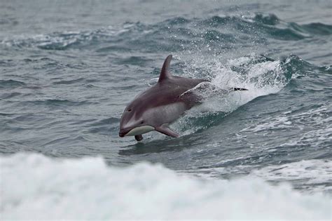 Dolphin and Porpoise - The Canadian Encyclopedia