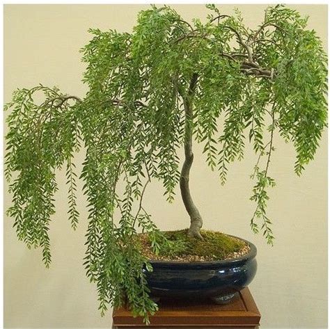 SEEDS FOR BONSAI - WEEPING WILLOW - salix babylonica | Bonsai tree care, Bonsai tree, Indoor ...