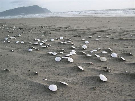 There's a Gorgeous Sand Dollar Beach in Oregon And You Must Go