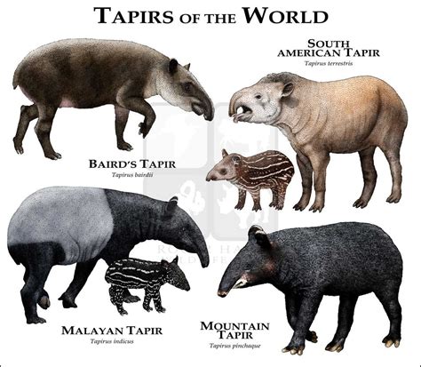 Tapirs Art Fine Art Print | Unusual animals, Animals wild, Tapir