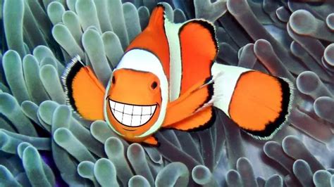 Do Clownfish Have Teeth? Yes they do, and this is what you need to know