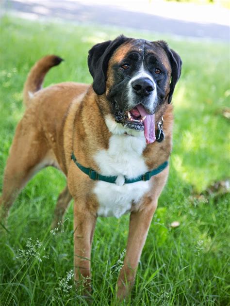 Shelter Dogs of Portland: "HAZEL" wonderful St Bernard/mastiff mix