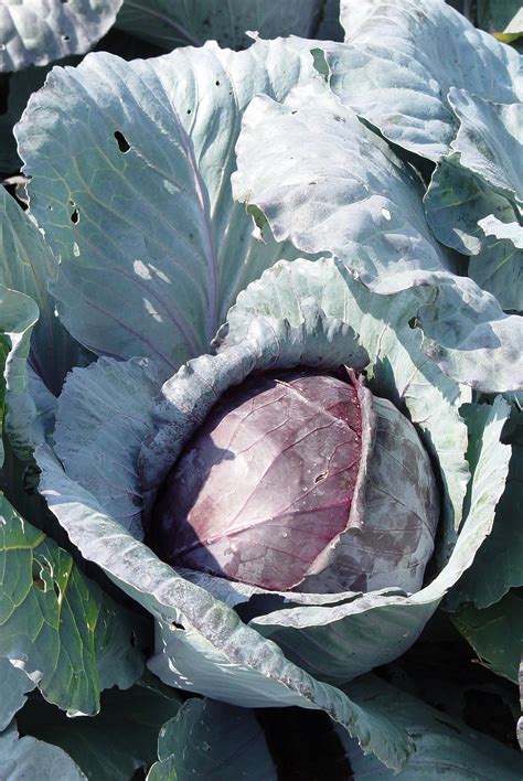 Red cabbage | Garden Housecalls