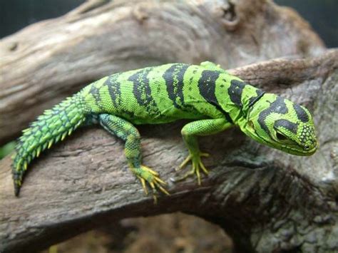 Green Thornytail Iguana (Uracentron azureum) an arboreal species of ...