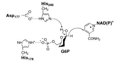 biochemistry - Glucose 6-phosphate dehydrogenase: reaction mechanism - Biology Stack Exchange