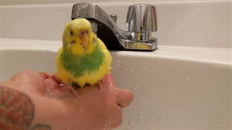 Budgie bathing in hands - YouTube