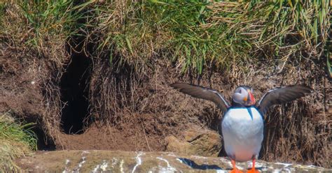 Cannundrums: Atlantic Puffin - Iceland