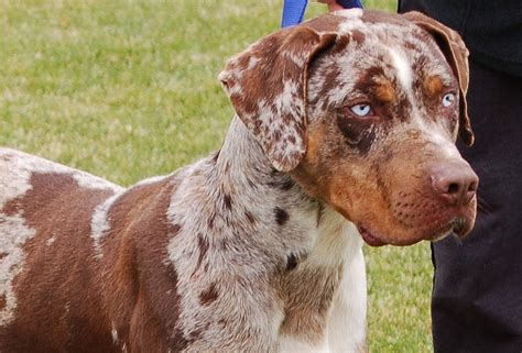 Catahoula Cur Puppies - Puppy Dog Gallery