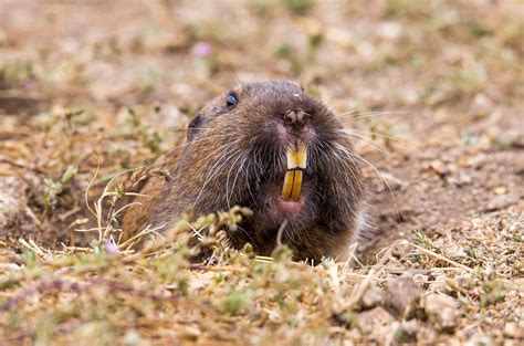 9 Animals That Dig Holes In Your Yard (Top 1: Groundhog?)