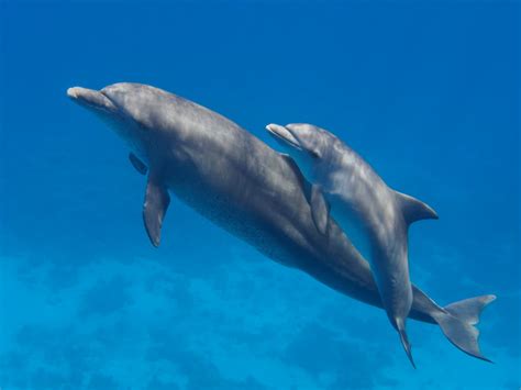 Dolphin