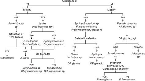 Nonfermenting Gram-Negative Bacilli Infections in a Tertiary Care ...