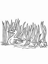 Duck coloring Page sketch template