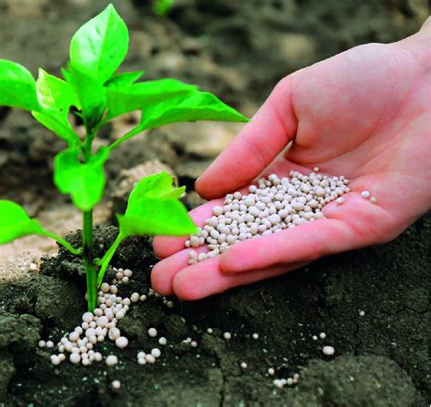 Fertilizantes artificiales: tipos y aplicación en el jardín