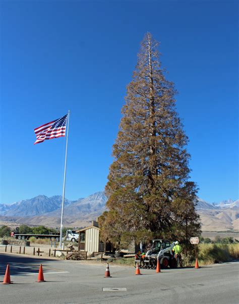 The Big Pine Giant Sequoia "Roosevelt Tree" passes into history ...