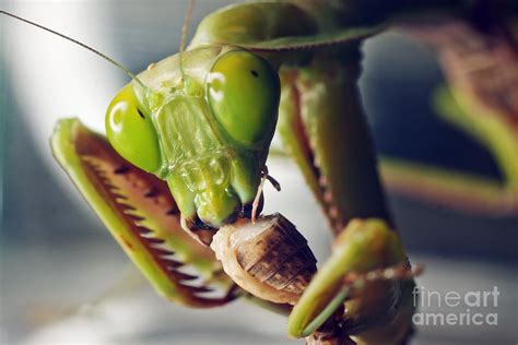 Praying mantis eating cricket Photograph by Johan Larson