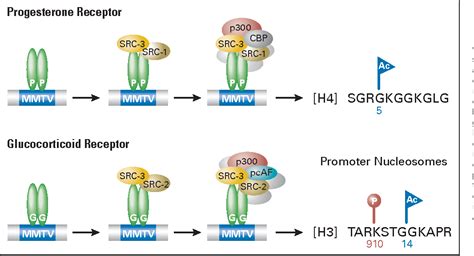 Figure 2 from Selective estrogen-receptor modulators and antihormonal resistance in breast ...