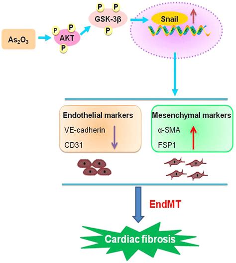 A schematic diagram revealing the underlying mechanisms of As2O3... | Download Scientific Diagram