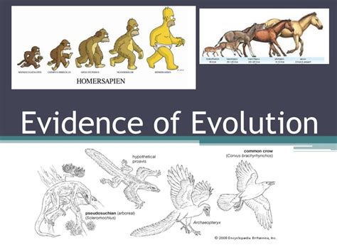 PPT - Evidence of Evolution PowerPoint Presentation, free download - ID ...