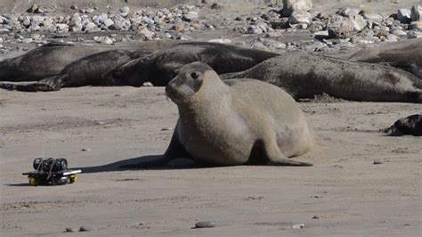 Mother seals recognise pup's voice at two days old - BBC News