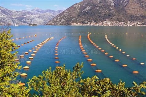 Mussel Farm. Growing Mussels, Rope Culture. Montenegro, Kotor Bay Stock ...