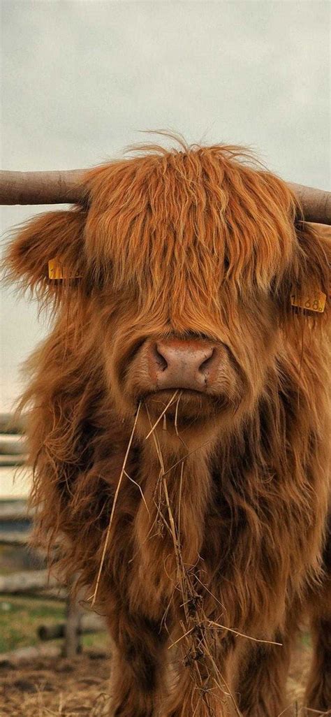 Top 61+ highland cow wallpaper - in.cdgdbentre