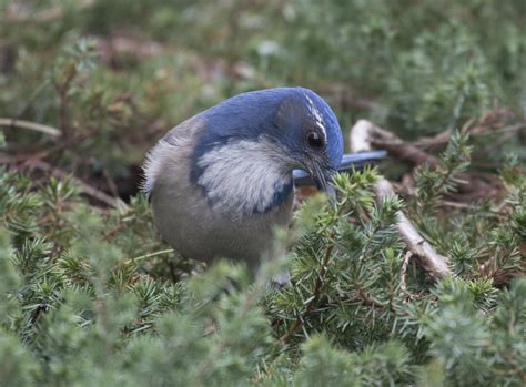 Scrub jay in the scrub | This scrub jay was walking through … | Flickr