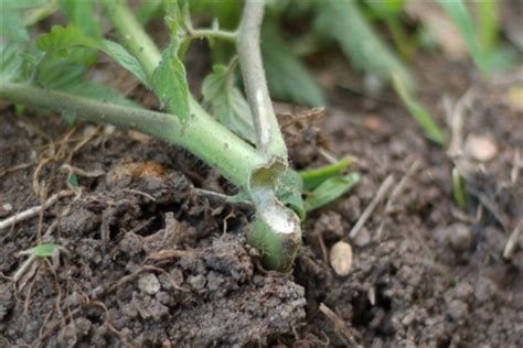 How The Fix Wind Damaged Plants | Blog.Nurserylive.com | gardening in india