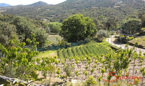 A wine with history | discover-sardinia.com