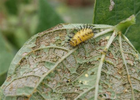 Mexican Bean Beetle - Maine Organic Farmers and Gardeners