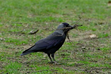 Jackdaw with nesting mateial | Western Jackdaw (Corvus moned… | Flickr