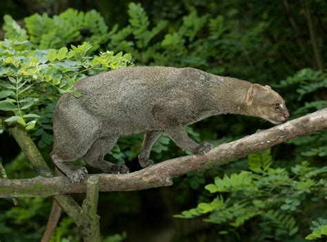 Jaguarundi - Texas Native Cats