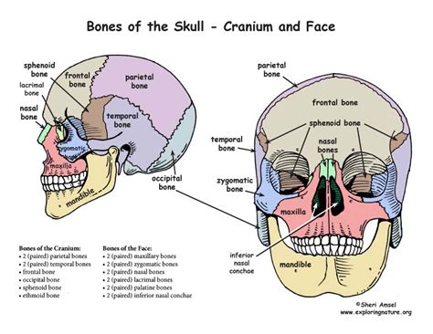 Skull - Bony Features