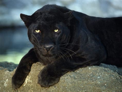 Black Jaguar, black, jaguar, panther, animals, HD wallpaper | Peakpx