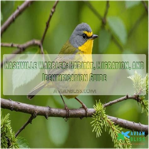 Nashville Warbler: Habitat, Migration, and Identification Guide