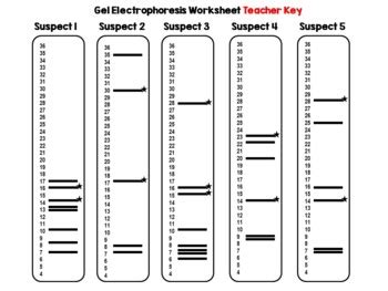 DNA Fingerprinting Simulated Crime Scene Activity Distance Learning