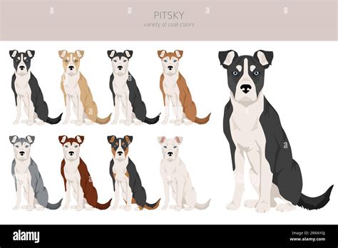 Pitsky clipart. Pit bull terrier Siberian Husky mix. Different coat ...