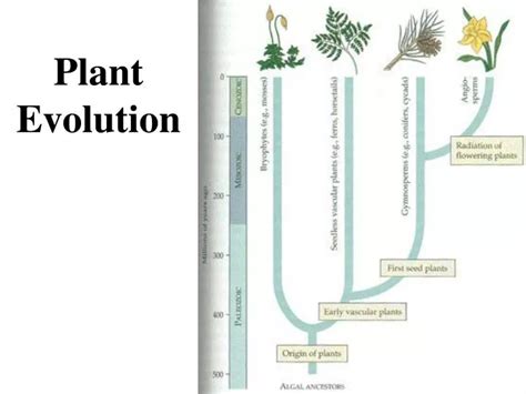 PPT - Plant Evolution PowerPoint Presentation, free download - ID:6518644