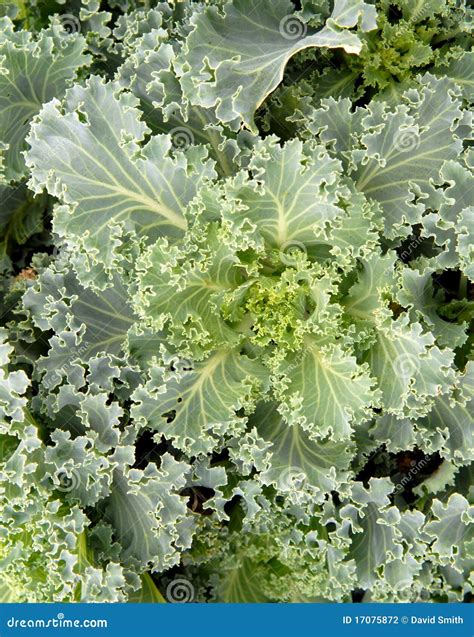 Crop of Leafy Green Kale Growing Stock Photo - Image of nature, meal ...