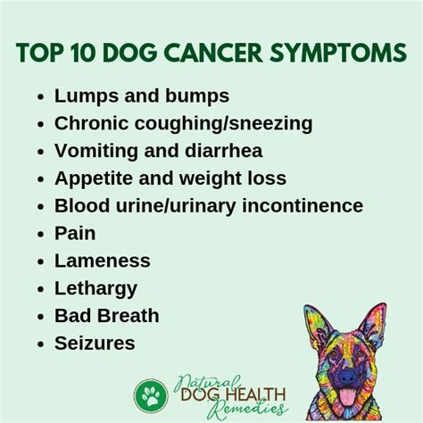 Symptoms of Dog Cancer - Be Aware of These Signs