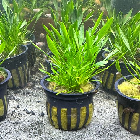 Cryptocoryne Parva | Daku Aquatics