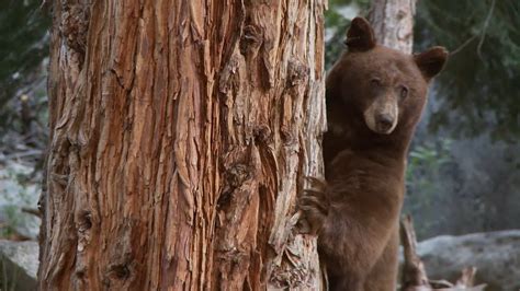 Yosemite Bears – NBC Bay Area