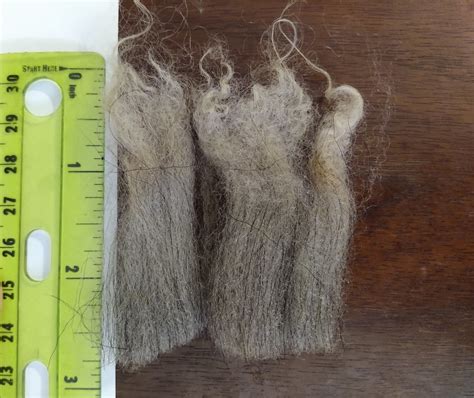 Romanov Sheep Wool raw and Unwashed - Etsy