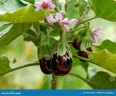 Prolific Black Beauty Eggplant, Aubergine Fruits Hanging on Plant with ...